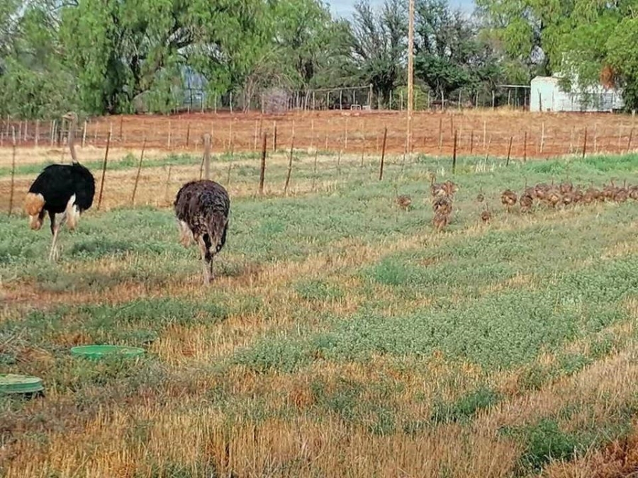 0 Bedroom Property for Sale in Oudtshoorn Rural Western Cape